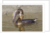Pied-Billed Grebe tries to swallow a fish by Anonymous