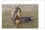 Pied-Billed Grebe tries to swallow a fish by Anonymous