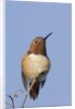 Rufous Hummingbird by Anonymous