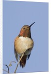 Rufous Hummingbird by Anonymous