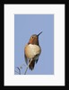 Rufous Hummingbird by Anonymous