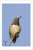 Rufous Hummingbird by Anonymous