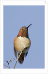 Rufous Hummingbird by Anonymous