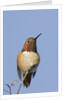 Rufous Hummingbird by Anonymous