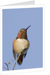 Rufous Hummingbird by Anonymous