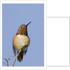 Rufous Hummingbird by Anonymous