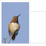 Rufous Hummingbird by Anonymous