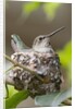 Anna's Hummingbird sits on eggs in her nest by Anonymous