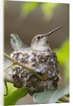 Anna's Hummingbird sits on eggs in her nest by Anonymous