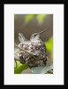Anna's Hummingbird sits on eggs in her nest by Anonymous