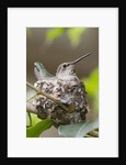Anna's Hummingbird sits on eggs in her nest by Anonymous