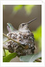 Anna's Hummingbird sits on eggs in her nest by Anonymous