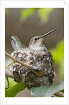 Anna's Hummingbird sits on eggs in her nest by Anonymous