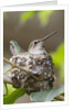 Anna's Hummingbird sits on eggs in her nest by Anonymous