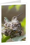 Anna's Hummingbird sits on eggs in her nest by Anonymous