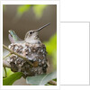 Anna's Hummingbird sits on eggs in her nest by Anonymous