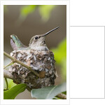 Anna's Hummingbird sits on eggs in her nest by Anonymous