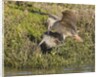 Marbled Godwits attacks another by Anonymous
