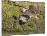 Marbled Godwits attacks another by Anonymous