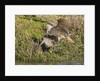 Marbled Godwits attacks another by Anonymous