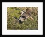 Marbled Godwits attacks another by Anonymous