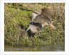 Marbled Godwits attacks another by Anonymous
