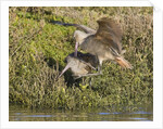 Marbled Godwits attacks another by Anonymous