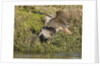 Marbled Godwits attacks another by Anonymous