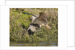 Marbled Godwits attacks another by Anonymous