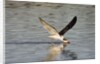 Juvenile Black Skimmer skimming by Anonymous