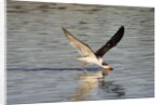 Juvenile Black Skimmer skimming by Anonymous