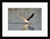 Juvenile Black Skimmer skimming by Anonymous