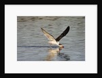Juvenile Black Skimmer skimming by Anonymous