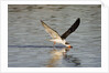 Juvenile Black Skimmer skimming by Anonymous