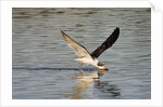 Juvenile Black Skimmer skimming by Anonymous