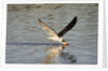 Juvenile Black Skimmer skimming by Anonymous