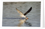 Juvenile Black Skimmer skimming by Anonymous