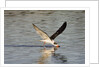 Juvenile Black Skimmer skimming by Anonymous