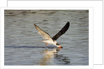 Juvenile Black Skimmer skimming by Anonymous