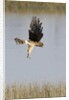 Northern Harrier with talons extended to strike by Anonymous