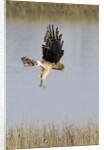 Northern Harrier with talons extended to strike by Anonymous