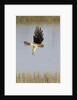 Northern Harrier with talons extended to strike by Anonymous