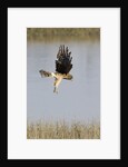 Northern Harrier with talons extended to strike by Anonymous