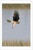 Northern Harrier with talons extended to strike by Anonymous