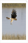 Northern Harrier with talons extended to strike by Anonymous