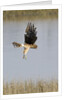 Northern Harrier with talons extended to strike by Anonymous