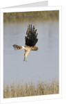 Northern Harrier with talons extended to strike by Anonymous