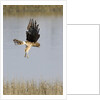 Northern Harrier with talons extended to strike by Anonymous