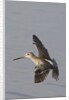 Short-Billed Dowitcher in flight by Anonymous