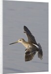 Short-Billed Dowitcher in flight by Anonymous
